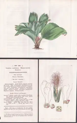 Ludovia Latifolia. Broad-leaved Ludovia. Tab. 2950 und 2951 - Peru / Pflanze Planzen plant plants / flower flo