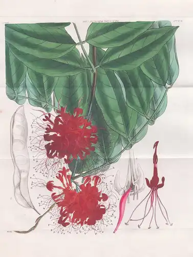 Jonesia Asoca. Fragrant Jonesia. Tab. 3018 - Pflanze Planzen plant plants / flower flowers Blume Blumen / bota