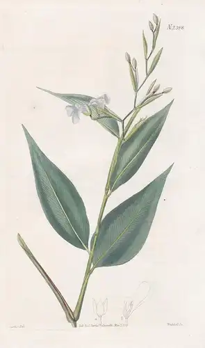 Maranta Angustifolia. Narrow-Leaved Maranta. 2398 - Trinidad / Pflanze Planzen plant plants / flower flowers B