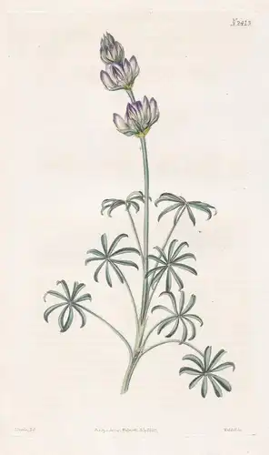 Lupinus Microcarpus. Small-Podded Lupin. 2413 - Chile / Pflanze Planzen plant plants / flower flowers Blume Bl