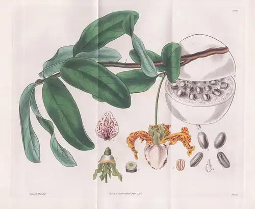Monodora Myristica. Jamaica Calabash-nutmeg. Tab. 3059 - Jamaica Jamaika / Pflanze Planzen plant plants / flow
