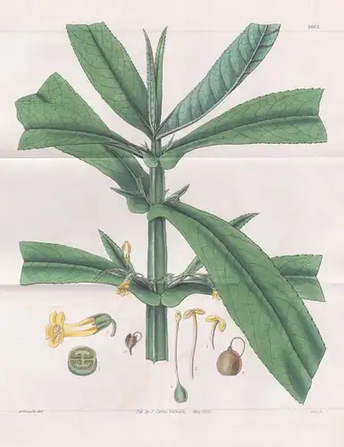 Mimulus Perfoliatus. Perfoliate monkey-flower. Tab. 3067 - Mexico Mexiko / Pflanze Planzen plant plants / flow