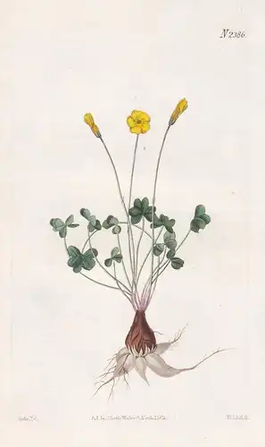 Oxalis Lobata. Lobed-Leaved Wood-Sorrel. 2386 - Chile / Pflanze Planzen plant plants / flower flowers Blume Bl