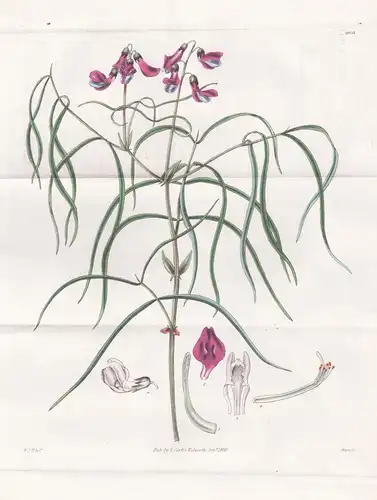 Orobus stipulaceus. Large stipuled Orobus. Tab. 2937 - Pflanze Planzen plant plants / flower flowers Blume Blu