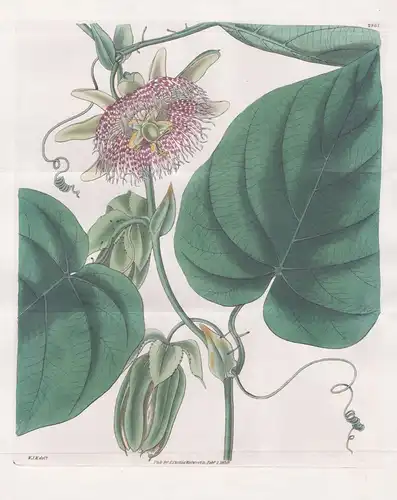 Passiflora ligularis. Ample-leaved passion-flower. Tab. 2967 - Passionsblume / Peru / Pflanze Planzen plant pl