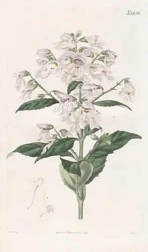 Prostanthera Lasianthos. Villous-Flowered Prostanthera. 2434 -  Australia Australien / Pflanze Planzen plant p