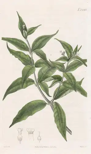 Rauwolfia Ternifolia. Three-Leaved Rauwolfia. 2440 - West-Indies / Pflanze Planzen plant plants / flower flowe