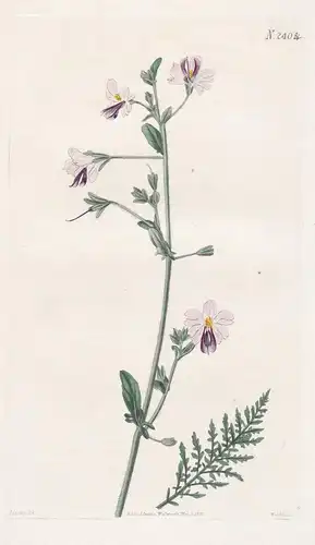 Scizanthus Pinnatus. Wing-Leaved Schizanthus. 2404 - Peru / Pflanze Planzen plant plants / flower flowers Blum