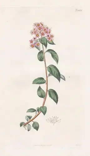 Spiraea Bella. Comely Spiraea. 2426 - Nepal / Pflanze Planzen plant plants / flower flowers Blume Blumen / bot