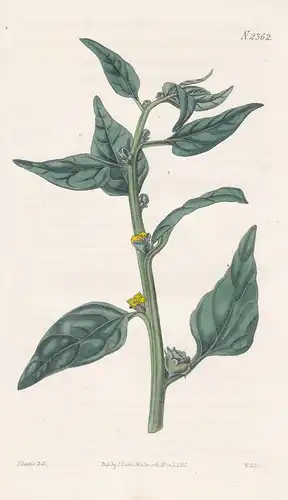 Tetragonia Expansa. Horned Tetragonia or New Zealand Spinach. 2362 -  New Zealand Neuseeland / Pflanze Planzen