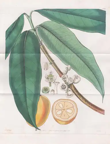 Xanthochymus Dulcis. Sweet-fruided Xanthochymus. Tab. 3088 - Maluku Islands / Pflanze Planzen plant plants / f