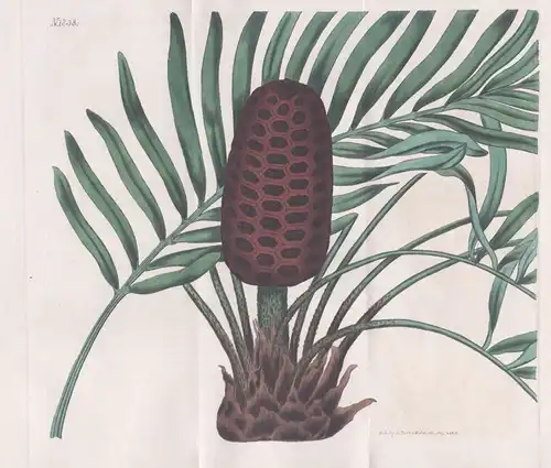 Zamia Media. Intermediate Zamia. Tab. 1838 - West Indies / Pflanze Planzen plant plants / flower flowers Blume