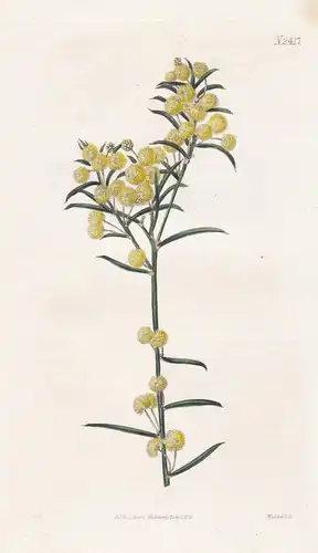 Accacia Diffusa. Awl-Leaved Acacia. 2417 - Australia Australien / Pflanze Planzen plant plants / flower flower