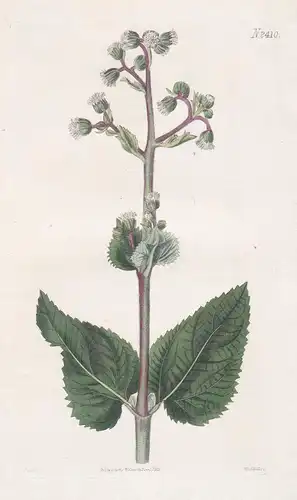 Ageratum Strictum. Upright Ageratum. 2410 - Nepal / Pflanze Planzen plant plants / flower flowers Blume Blumen