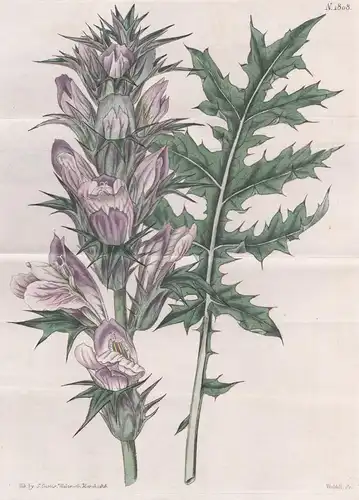 Acanthus spinosus. Prickly Acanthus. 1808 - West Indies Florida  / Pflanze Planzen plant plants / flower flowe