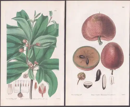 Achras Sapota. Common Sapota. Bully-tree. Tab. 3111 und 3112 - West Indies / Pflanze Planzen plant plants / fl