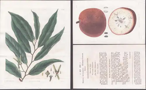 Annona Reticulata. Netted custard apple. Tab. 2911 und 2912 - West Indies / Pflanze Planzen plant plants / flo