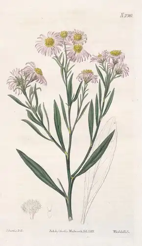 Boltonia Glastifolia. Woad-Leaved Boltonia. 2381 - Pflanze Planzen plant plants / flower flowers Blume Blumen