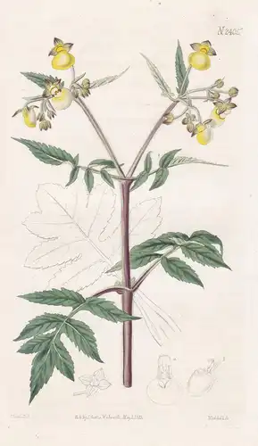 Calceolaria Scabiosaefolia. Scabious-Leaved Slipper-Wort. 2405 - Chile / Pflanze Planzen plant plants / flower