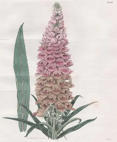 Digitalis Ferruginea. Iron-coloured fox glove. Tab. 1828 - Fingerhut rusty foxglove / Pflanze Planzen plant pl