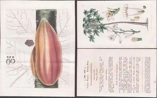 Carica Papaya. Papaw tree. Tab. 2898 und 2899 - Jamaica Jamaika / Pflanze Planzen plant plants / flower flower