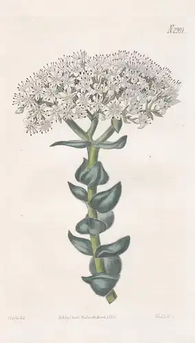 Crassula Albiflora. White-Flowered Crassula. 2391 - South Africa Südafrika / Pflanze Planzen plant plants / fl