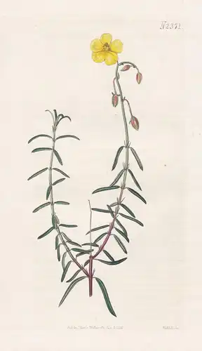 Cistus Ballerieri. Rosemary-Leaved Cistus. 2371 - Pflanze Planzen plant plants / flower flowers Blume Blumen /