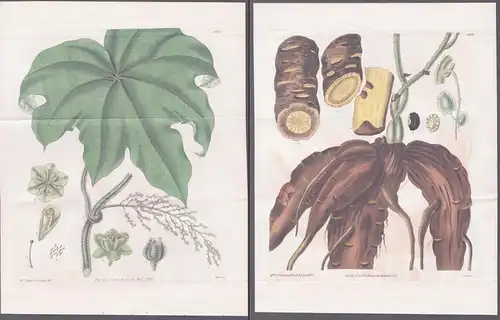 Cocculus Palmatus. Columbo plant. Tab. 2970 und 2971 - Barbary / Pflanze Planzen plant plants / flower flowers