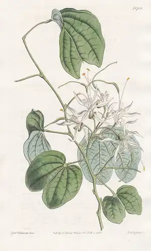Bauhinia Porrecta. Smooth-leaved mountain ebony. Tab. 1708 - West Indies / Pflanze Planzen plant plants / flow