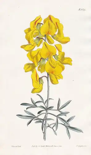 Crotalaria Pulchella. Large-flowered Crotalaria. Tab. 1699 - South Africa Südafrika / Pflanze Planzen plant pl