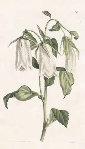 Campanula punctata. Spotted bell-flower. Tab. 1723 - Siberia Sibirien / Pflanze Planzen plant plants / flower