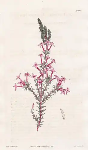 Erica Lawsoni. Lawson's heath. Tab. 1720 - Erika Heidekraut / South Africa Südafrika / Pflanze Planzen plant p