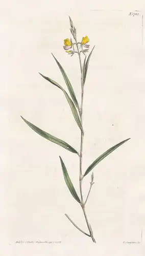 Hedysarum bupleurifolium. Hares-ear-leaved hedysarum. Tab. 1722 - East Indies / Pflanze Planzen plant plants /