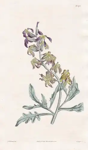 Matthiola odoratissima. Persian stock. Tab. 1711 - Pflanze Planzen plant plants / flower flowers Blume Blumen