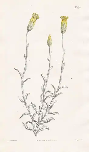 Pteronia Pauciflora. Few-flowered Pteronia. Tab. 1697 - South Africa Südafrika / Pflanze Planzen plant plants