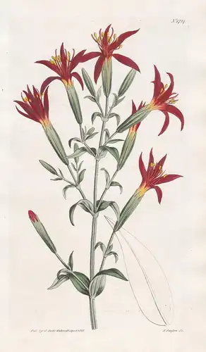 Silene Regia. Splendid catch-fly. Tab. 1724 - North America Nordamerika / Pflanze Planzen plant plants / flowe