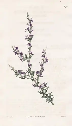 Polygala stipulacea. Stipuled milk-wort. Tab. 1715 - South Africa Südafrika / Pflanze Planzen plant plants / f
