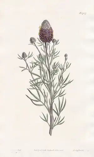 Petalostemum violaceum. Purple-flowered Petalostemon. Tab. 1707 - North America Nordamerika / Pflanze Planzen