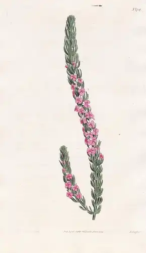 Polygala Mixta. Heath-leaved milk-wort. Tab. 1714 - South Africa Südafrika / Pflanze Planzen plant plants / fl