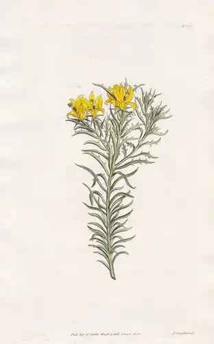 Lobelia Variifolia. Various-leaved Lobelia. Tab. 1692 - Lobelie / South Africa Südafrika / Pflanze Planzen pla