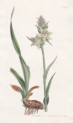 Helonias Bracteata. Leafy-flowered Helonias. Tab. 1703 - North America Nordamerika / Pflanze Planzen plant pla