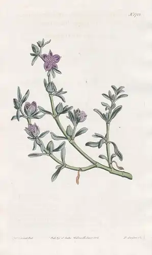 Sesuvium portulacastrum revolutum. Purslane-leaved Sesuvium. Tab. 1701 - Kuba Cuba / Pflanze Planzen plant pla