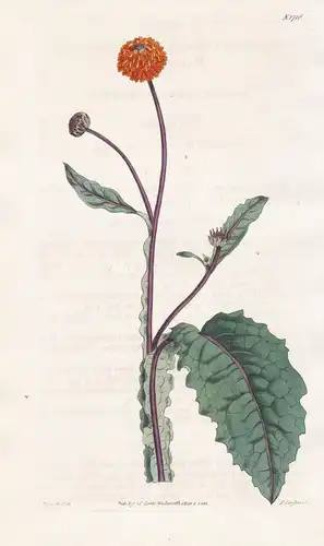 Verbesina alata. Wing-stalked verbesina. Tab. 1716 - South America Südamerika West-Indies / Pflanze Planzen pl