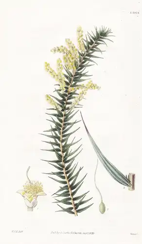 Acacia oxycendrus. Downy-stemmed acacia. Tab. 2928 - Australia Australien / Pflanze Planzen plant plants / flo