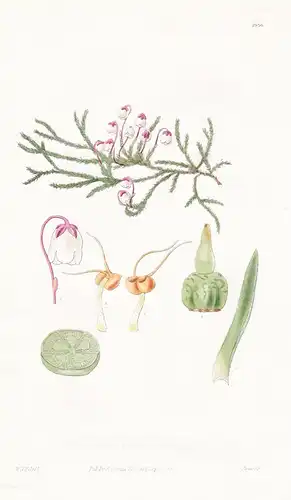 Andromeda Hypnoides. Hypnum-like Andromeda. Tab. 2936 - Canada Kanada / Pflanze Planzen plant plants / flower