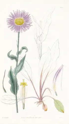 Aster salsuginosus. Salt-plain Michaelmas daisy. Tab. 2942 - North America Nordamerika / Pflanze Planzen plant