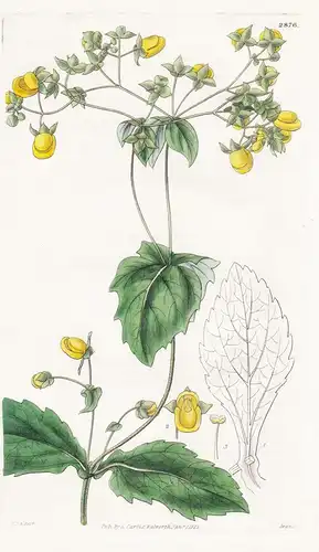 Calceolaria connata. Connate-leaved slipper-wort. Tab. 2876 - South America Südamerika / Pflanze Planzen plant