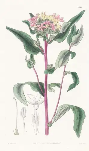 Collomia grandiflora. Large-flowered collomia. Tab. 2894 - North America Nordamerika / Pflanze Planzen plant p