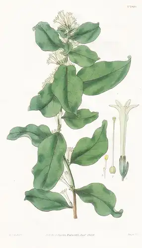 Cestrum alaternoides. Alaternus-leaved Cestrum. Tab. 2929 - Trinidad / Pflanze Planzen plant plants / flower f