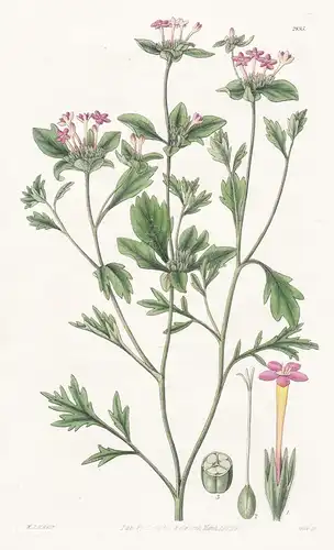 Collomia heterophylla. Narrow-flowered collomia. Tab. 2895 - North America Nordamerika / Pflanze Planzen plant